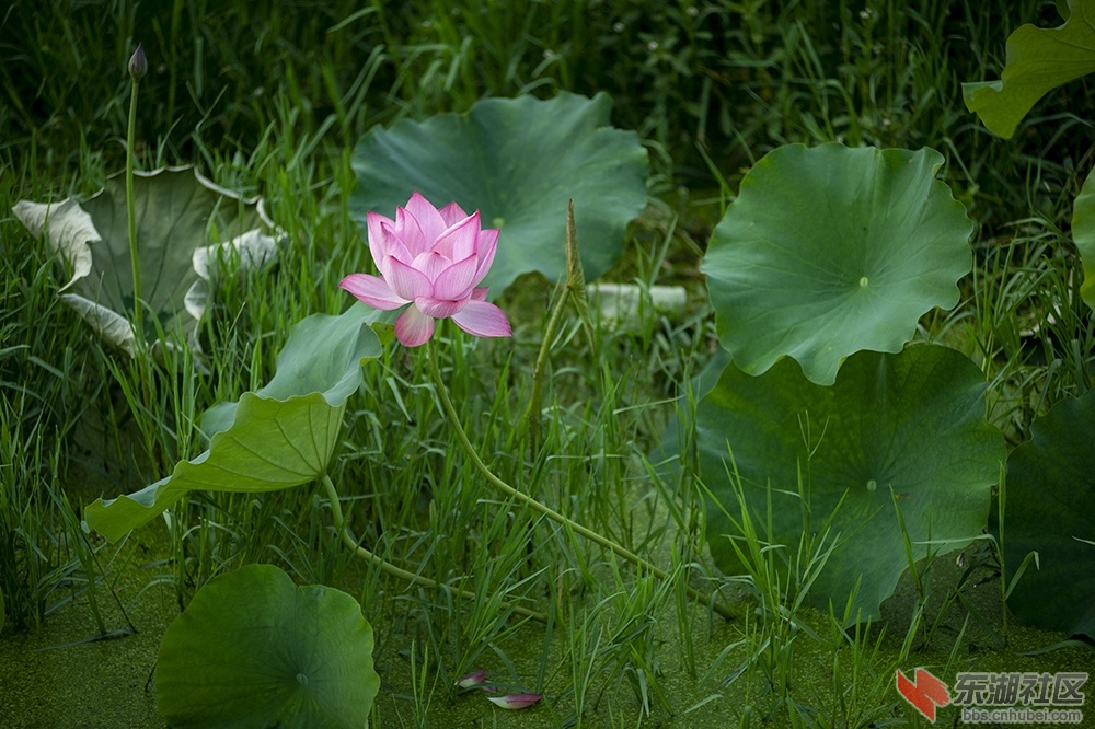 5.荷花装扮校园美曾院平摄影.jpg