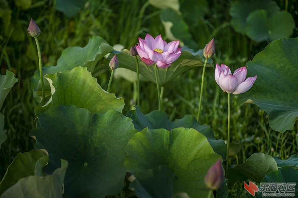 6.荷花装扮校园美曾院平摄影.jpg