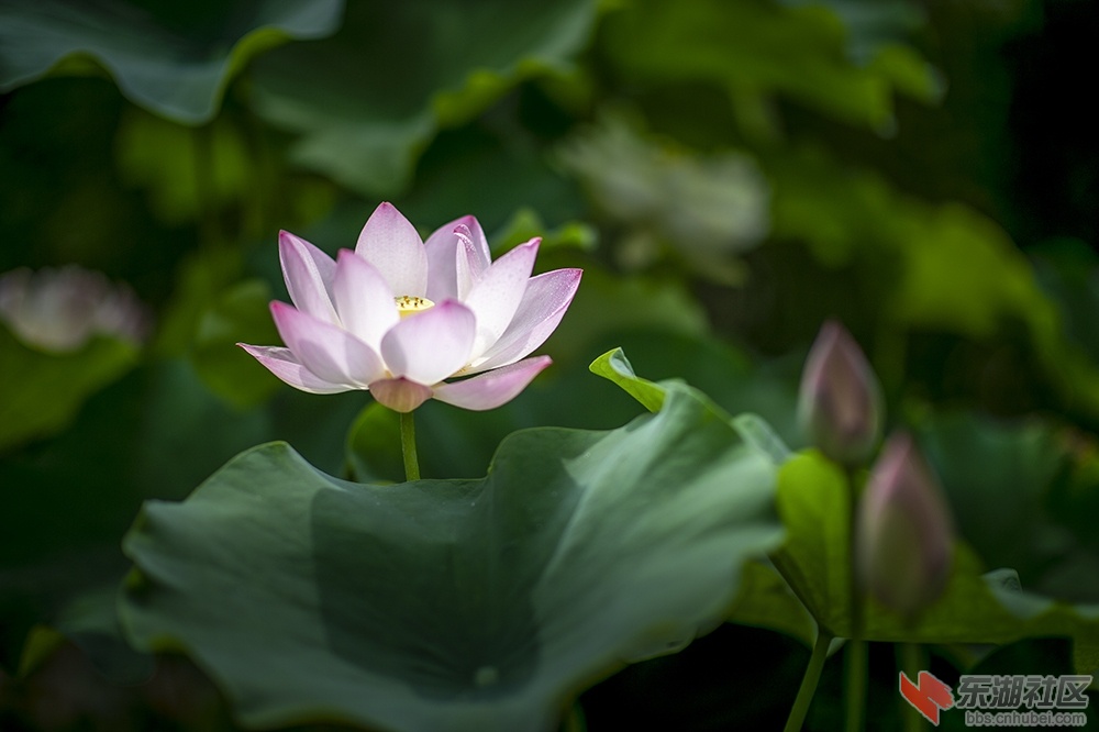 12.荷花装扮校园美曾院平摄影.jpg