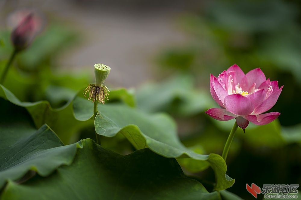 13.荷花装扮校园美曾院平摄影.jpg