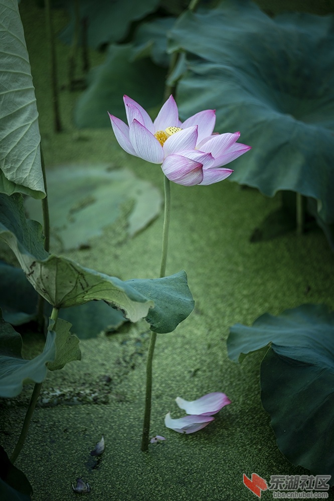 19.荷花装扮校园美曾院平摄影.jpg