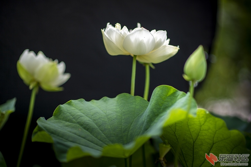 17.荷花装扮校园美曾院平摄影.jpg