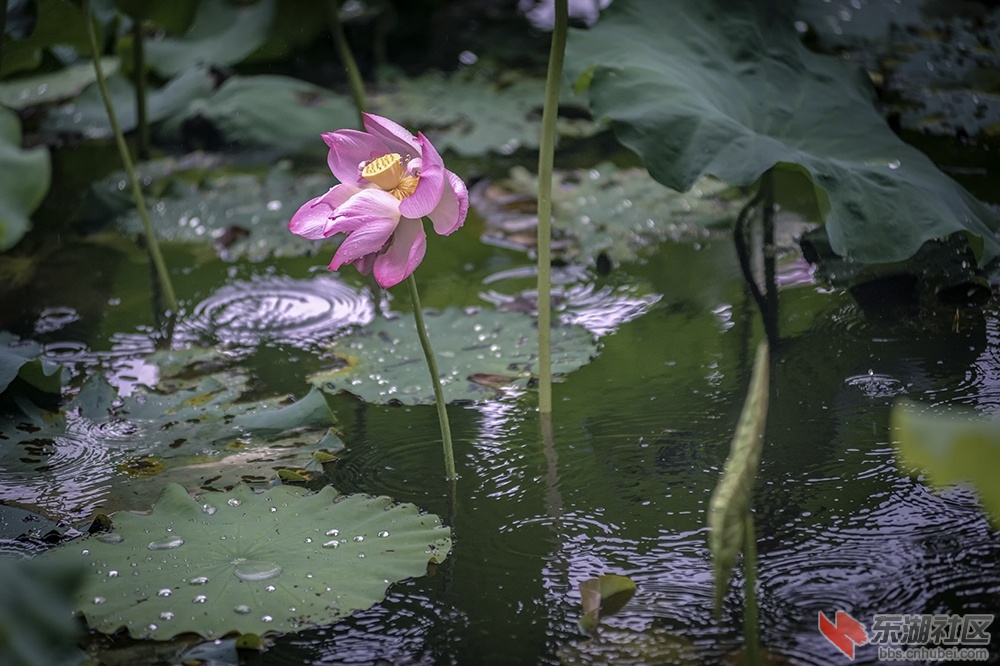 2..雨中荷花分外妖娆曾院平摄影.jpg