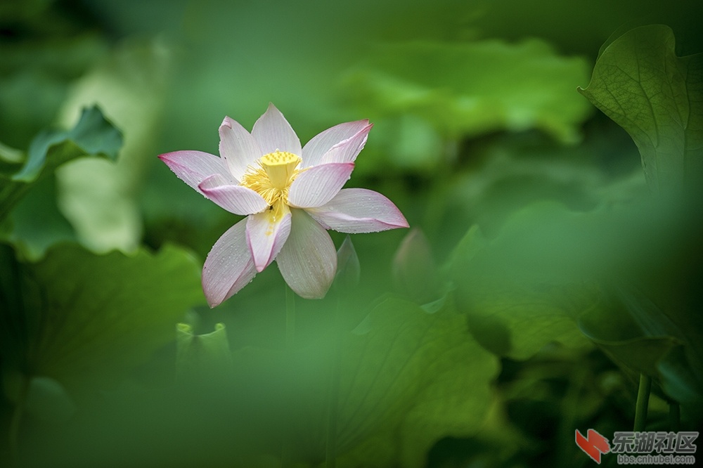3.雨中荷花分外妖娆曾院平摄影.jpg