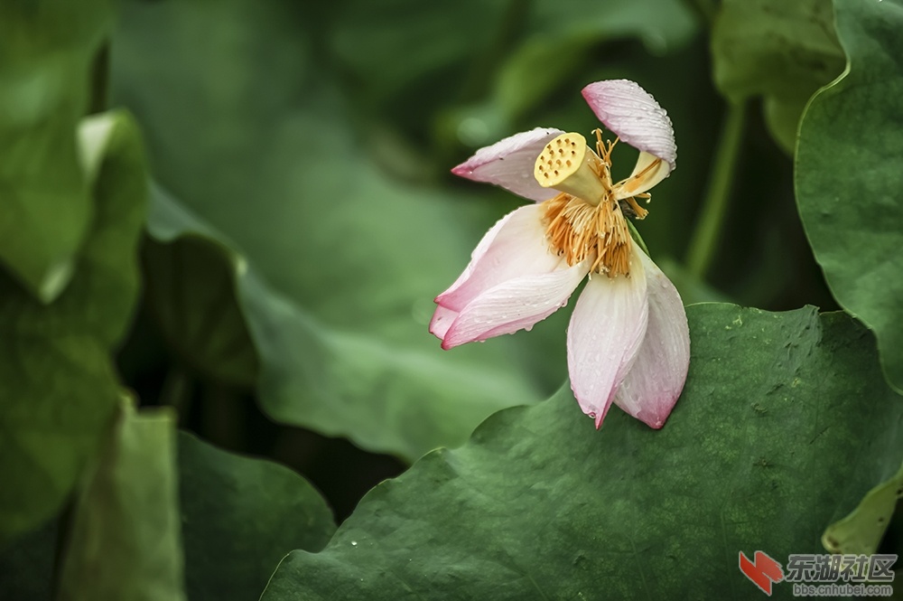 5.雨中荷花分外妖娆曾院平摄影.jpg