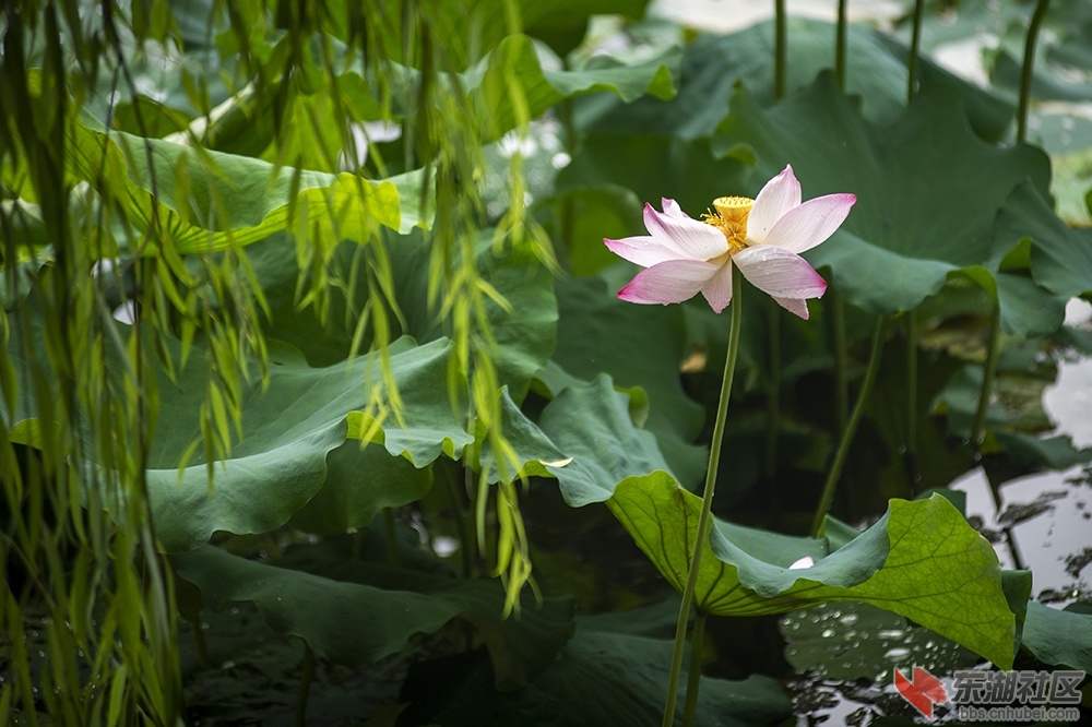9.雨中荷花分外妖娆曾院平摄影.jpg
