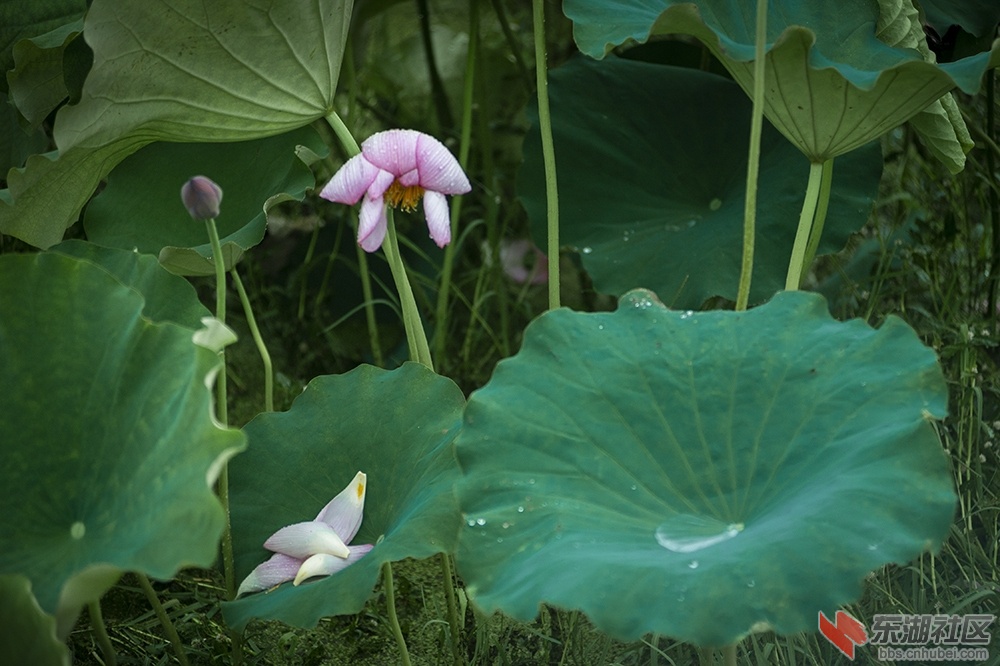 10.雨中荷花分外妖娆曾院平摄影.jpg