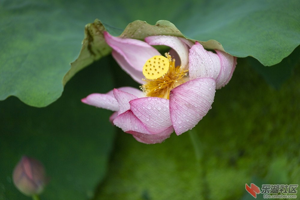 13.雨中荷花分外妖娆曾院平摄影.jpg