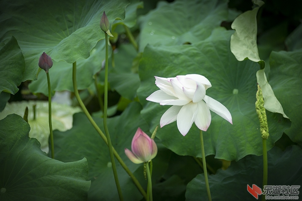 14.雨中荷花分外妖娆曾院平摄影.jpg