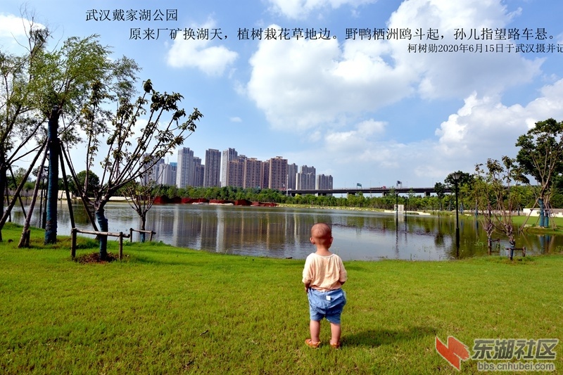 武汉戴家公园：原来厂矿换湖天，植树栽花草地边。野鸭栖洲鸥斗起，孙儿指望路车悬。柯.jpg