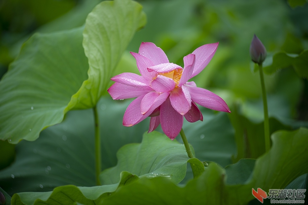 5.雨中荷花曾院平摄影.jpg