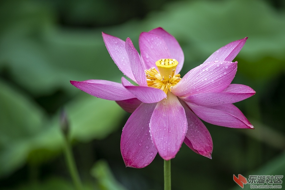 4.盛开的荷花曾院平摄影.jpg