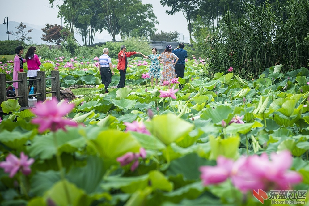 1.荷塘起舞曾院平摄影.jpg