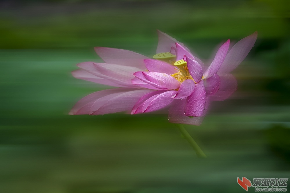 疾风知荷花  曾院平摄影.jpg