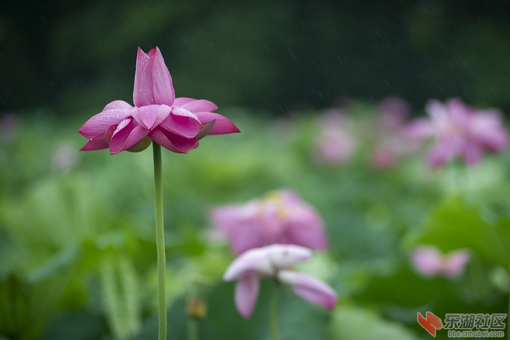 8.湖中摇曳荷花香曾院平摄影.jpg