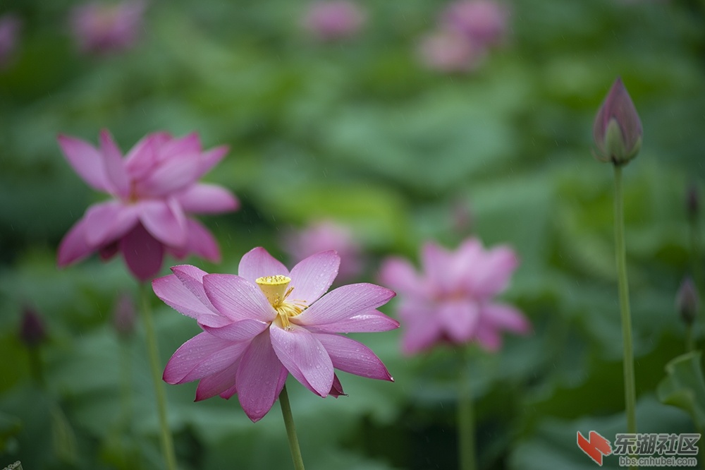 7.湖中摇曳荷花香曾院平摄影.jpg