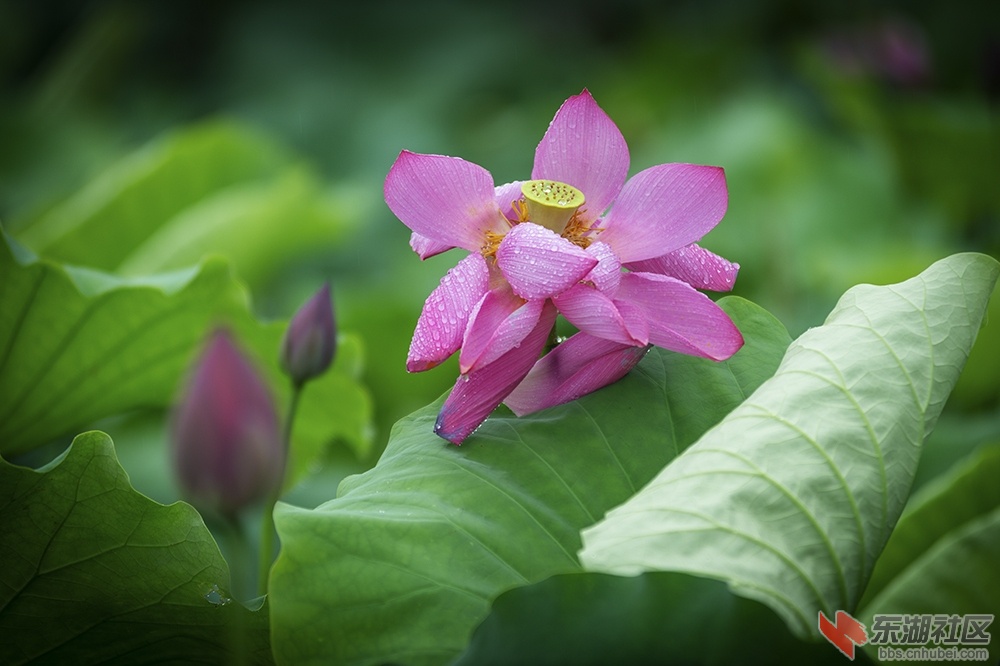 6.湖中摇曳荷花香曾院平摄影.jpg