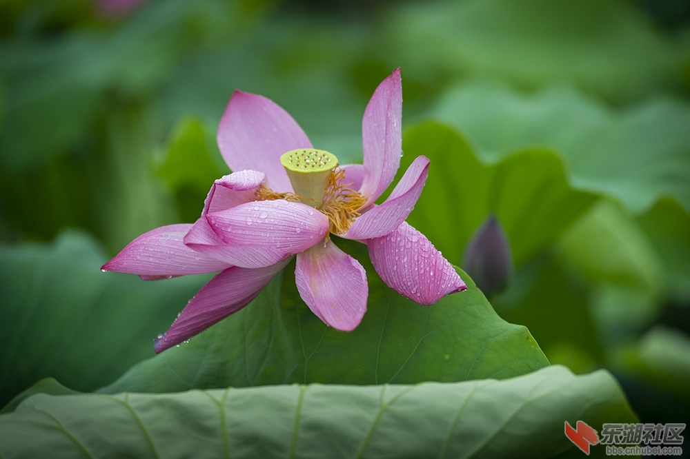 5.湖中摇曳荷花香曾院平摄影.jpg