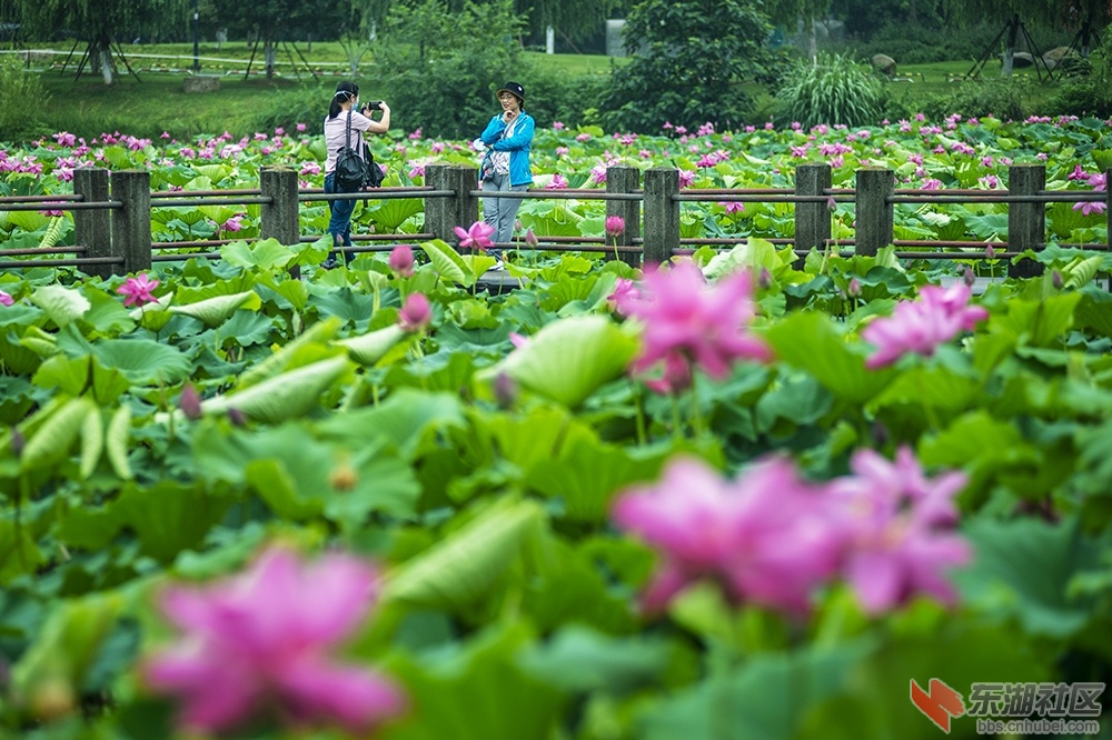 4.湖中摇曳荷花香曾院平摄影.jpg