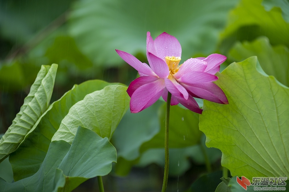 3.湖中摇曳荷花香曾院平摄影.jpg