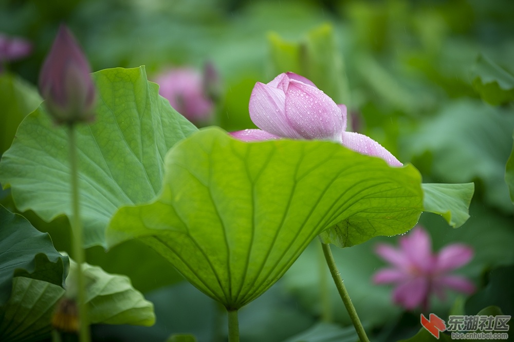 2.湖中摇曳荷花香曾院平摄影.jpg