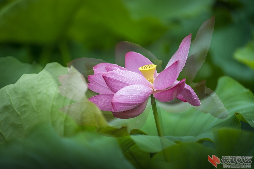 1.湖中摇曳荷花香曾院平摄影.jpg