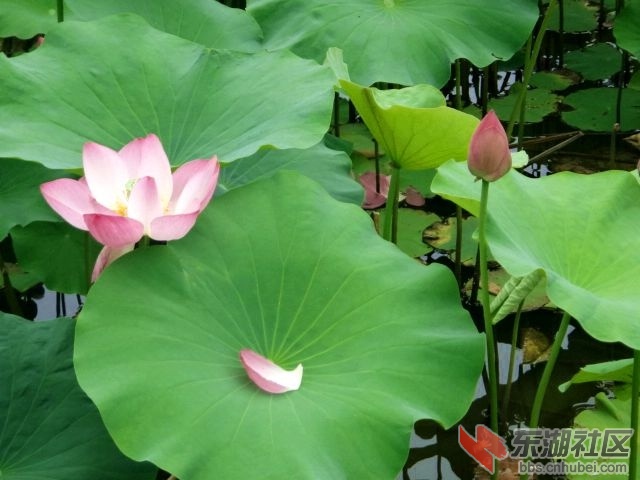 2020年6月9日荷花 011.JPG