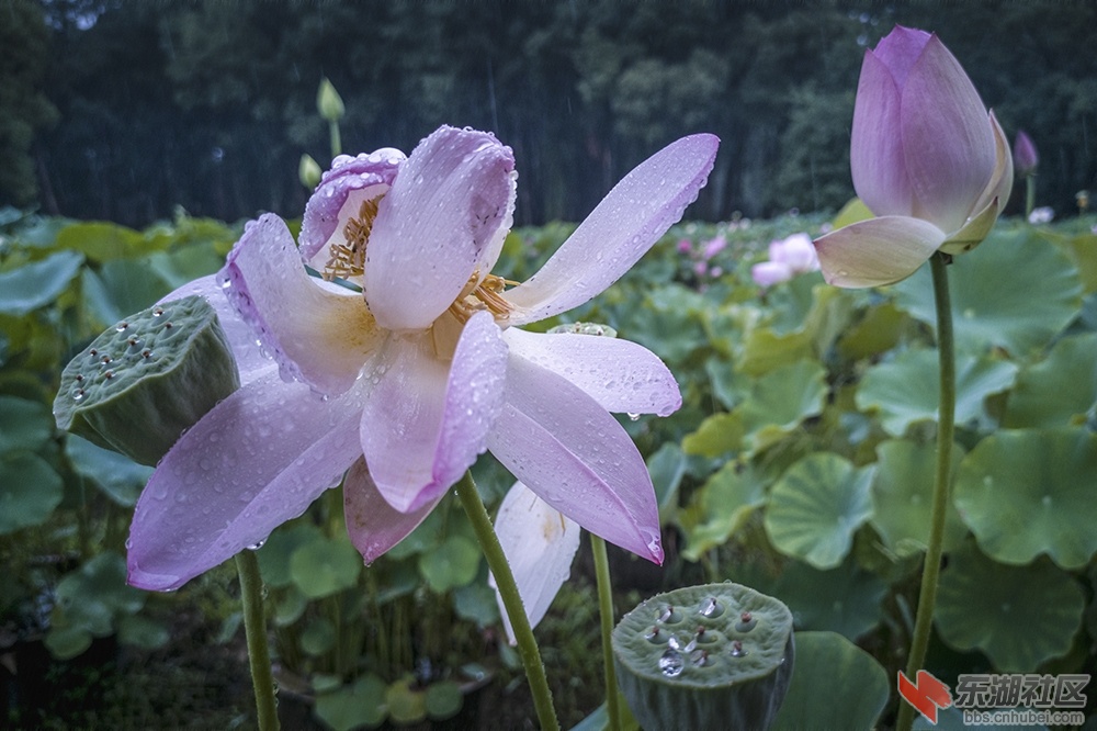 1.**雨中荷花情曾院平摄影   .jpg