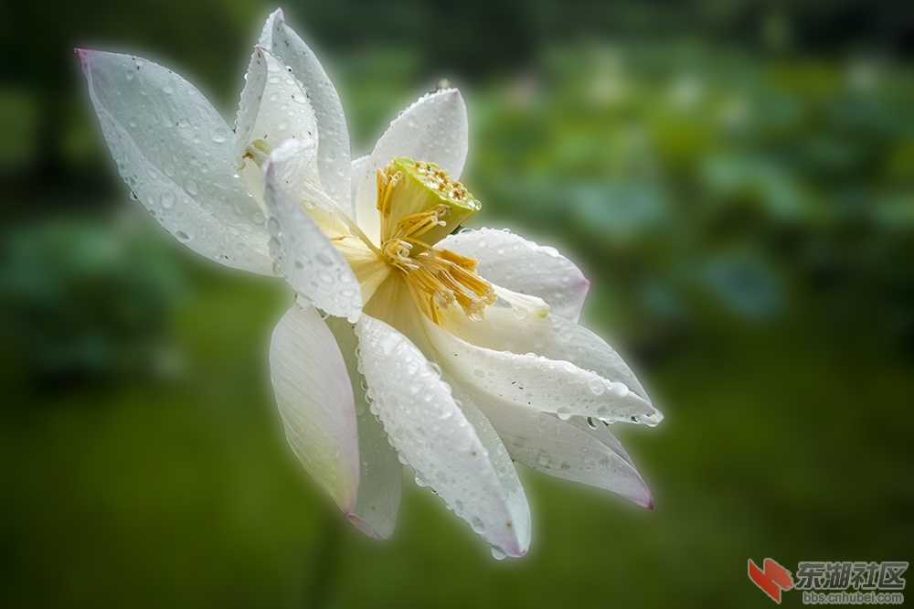 2.**雨中荷花情曾院平摄影   .jpg