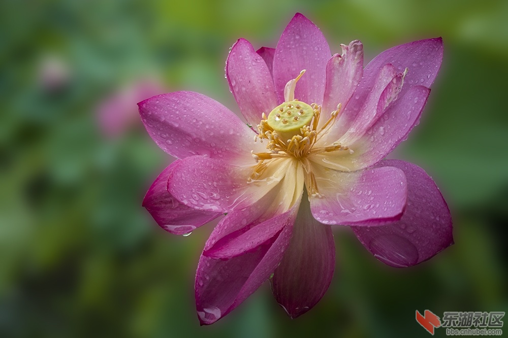 3.**雨中荷花情曾院平摄影   .jpg