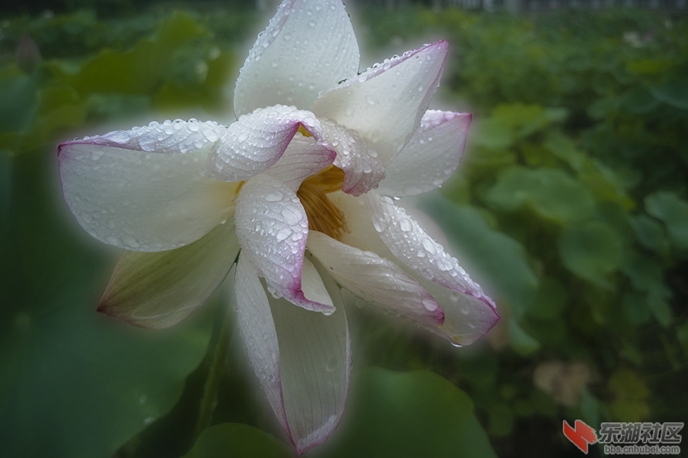 4.**雨中荷花情曾院平摄影   .jpg