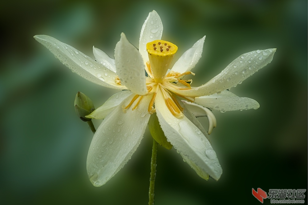 5.**雨中荷花情曾院平摄影   .jpg