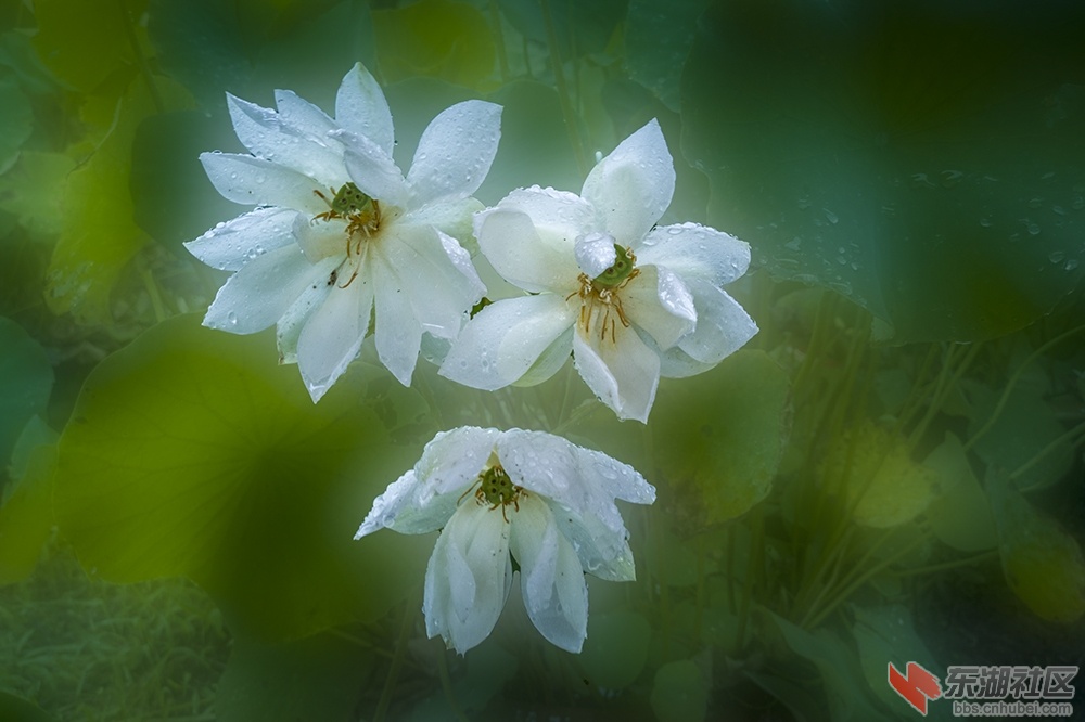 6.**雨中荷花情曾院平摄影   .jpg