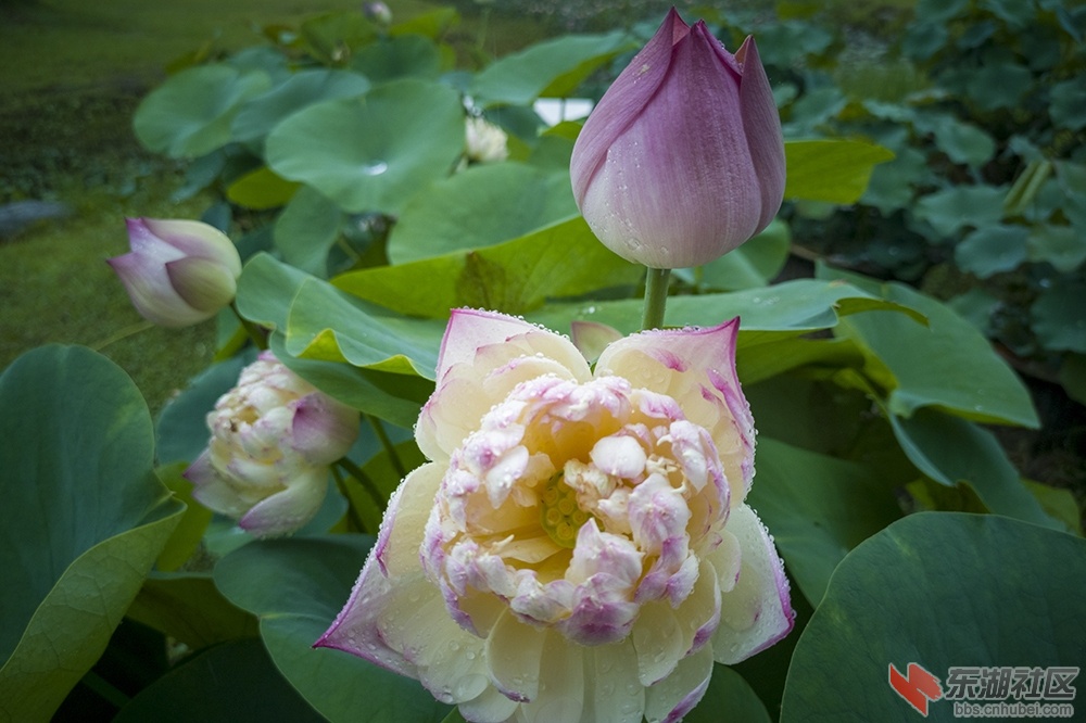 8.**雨中荷花情曾院平摄影   .jpg