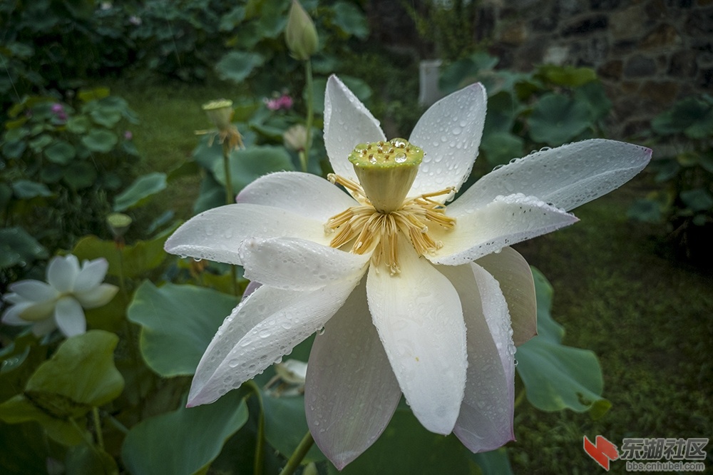 10.**雨中荷花情曾院平摄影   .jpg