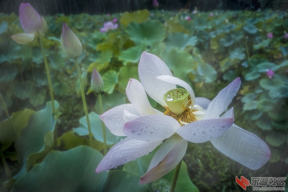 风雨中荷花更妩媚曾院平摄影.jpg