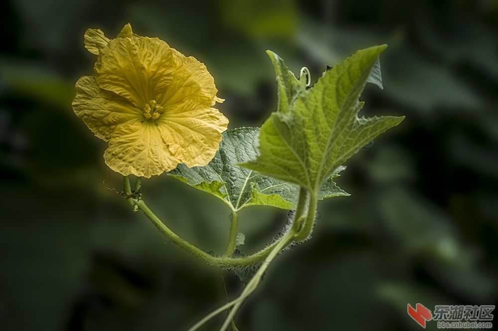 丝瓜花曾院平摄影.jpg