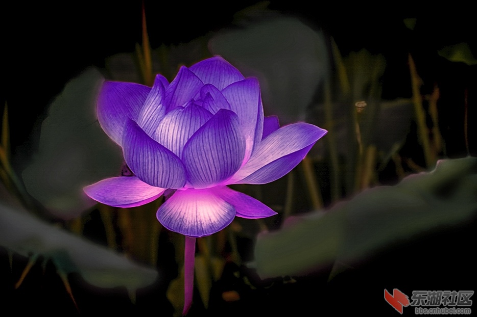 莲花灯曾院平摄影.jpg