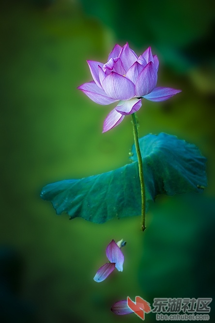 荷花瓣 曾院平摄影.jpg