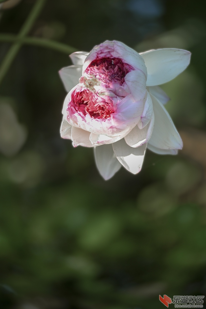 1.并蒂莲曾院平摄影.jpg