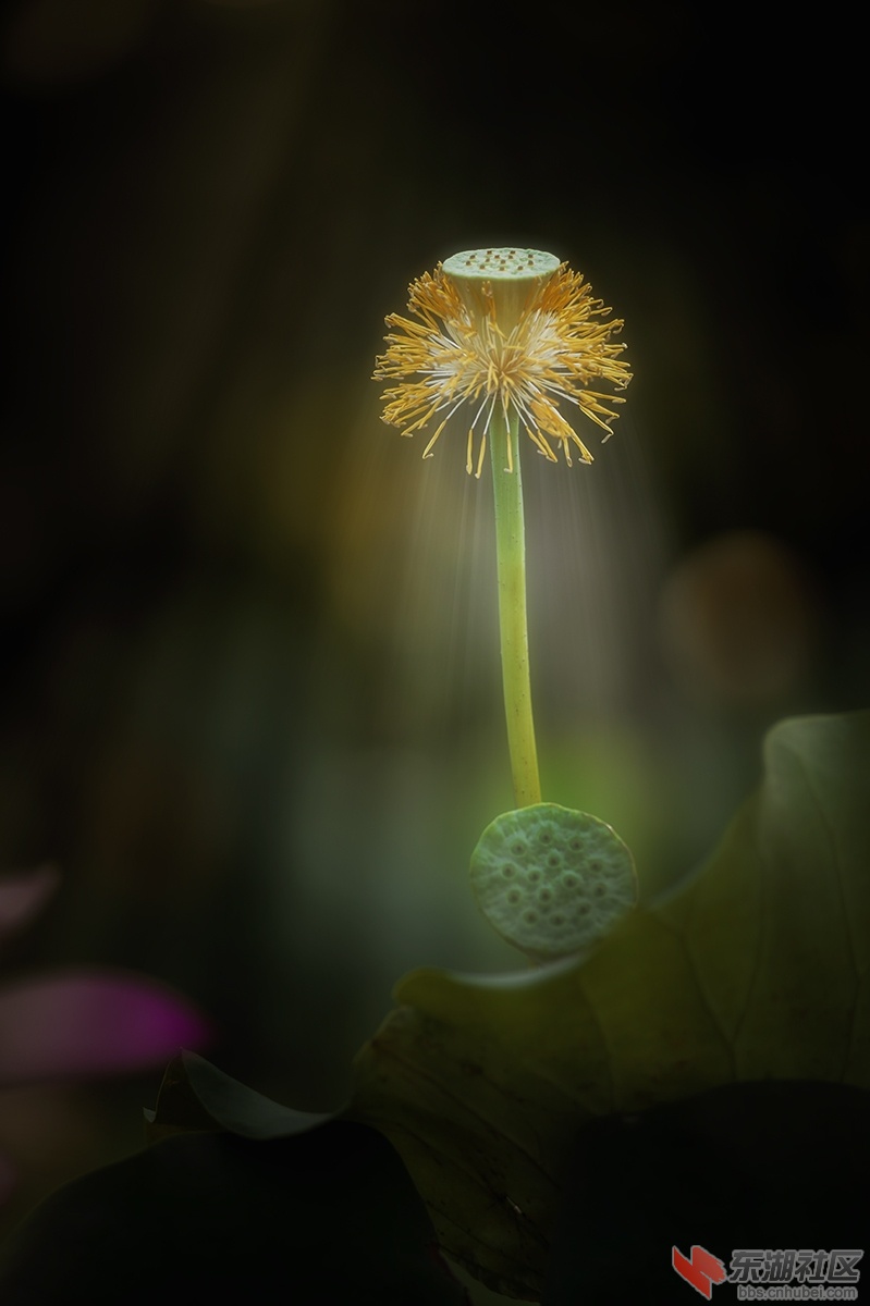 2.荷花静物曾院平摄影.jpg