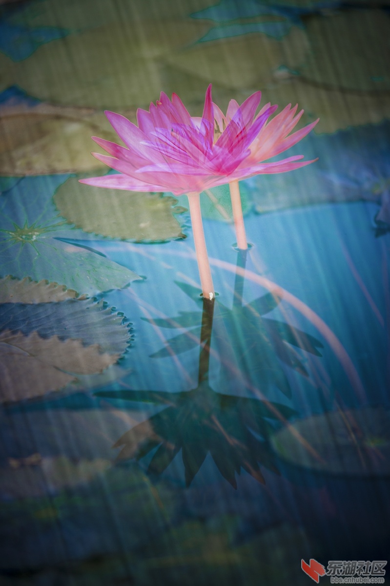 9.睡莲曾院平摄影.jpg