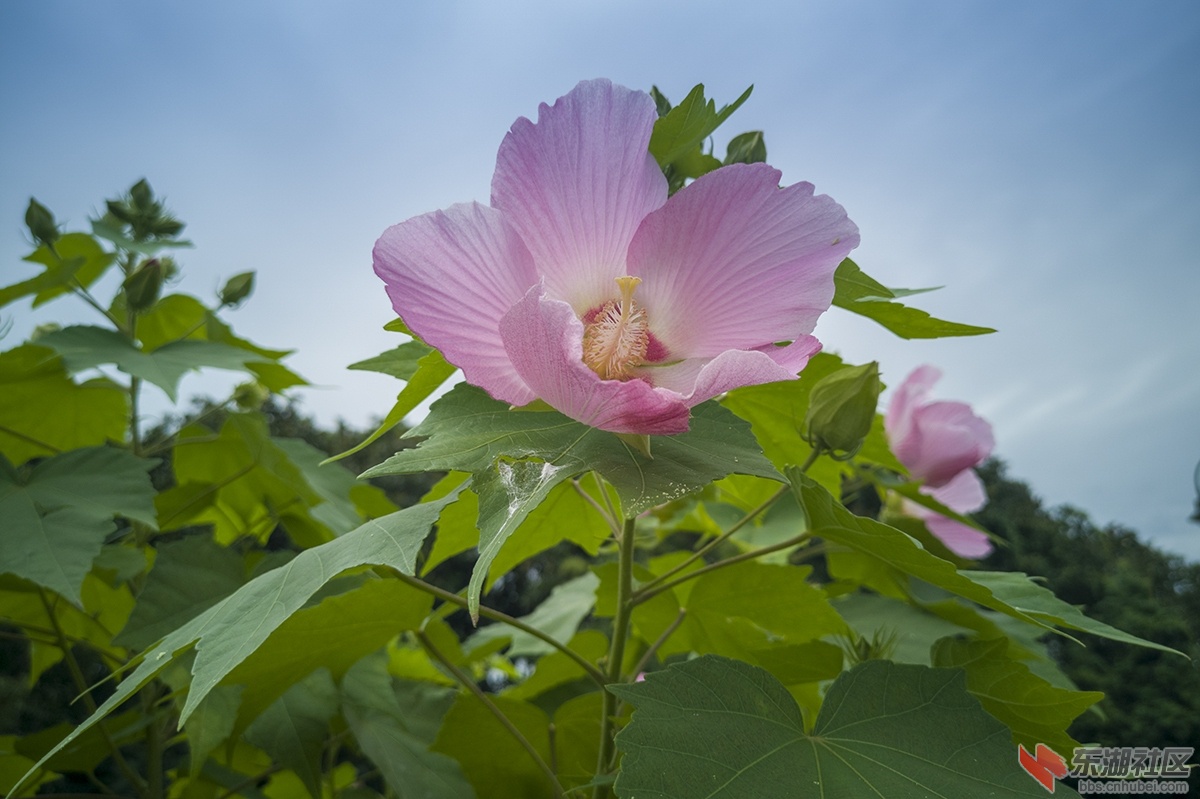 7.武汉东湖的木槿花开了！曾院平摄影.jpg