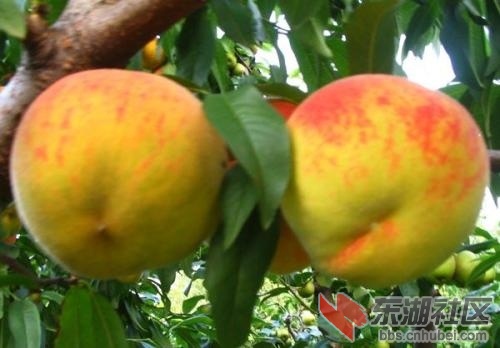 黄桃6.jpg