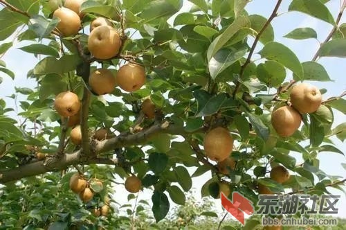 黄花梨1.jpg