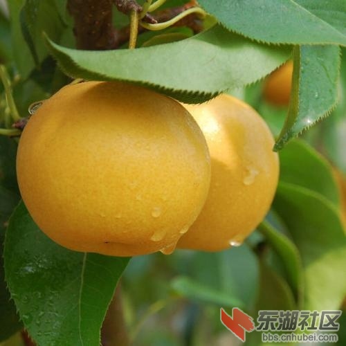 黄梨3.jpg