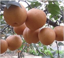 黄梨7.jpg