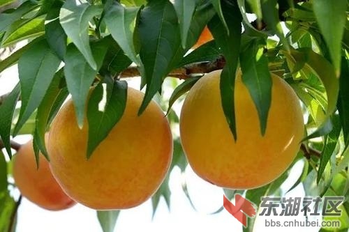 黄桃1.jpg