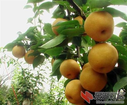 黄梨10.jpg