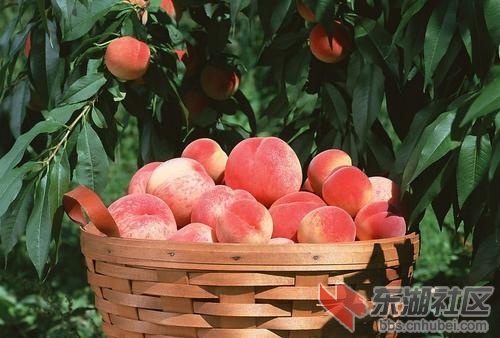 水蜜桃2.jpg